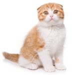 スコティッシュ・フォールド