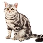 アメリカン・ショートヘア