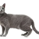 ロシアンブルー