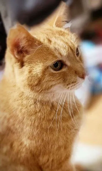 茶トラ オス 推定5才