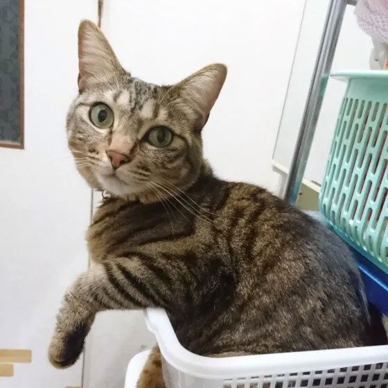 キジトラ メス 推定3才