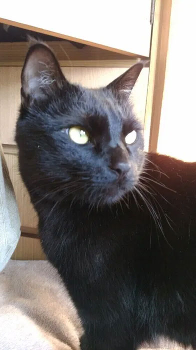 黒猫 オス 推定4才