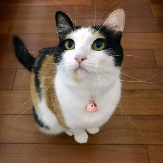 三毛 メス 推定3才